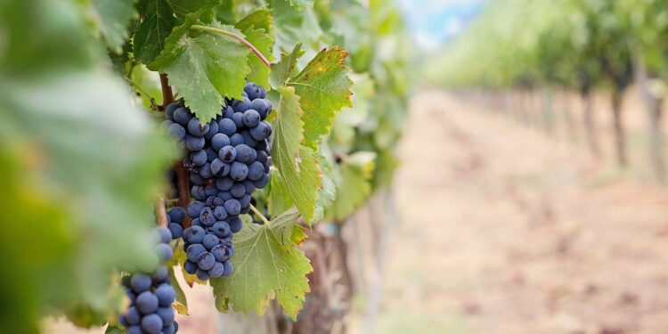 Innovation Hub for Healthy Food será la novedad de Macfrut 2024