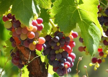 Bioestimulantes de microalgas mejoran la producción de vino
