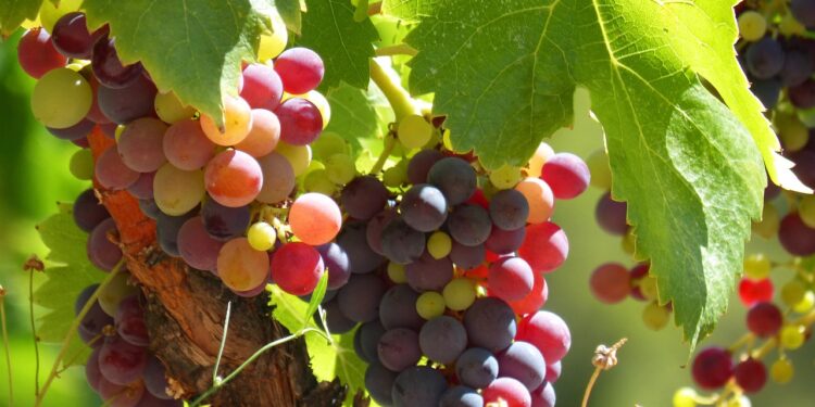 Bioestimulantes de microalgas mejoran la producción de vino