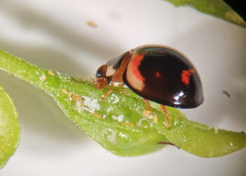 Poda tardía: ¿una alternativa de adaptación de la vinicultura al cambio climático?