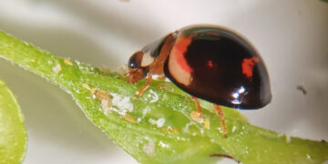 Poda tardía: ¿una alternativa de adaptación de la vinicultura al cambio climático?