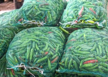 Residuos de la salmonicultura son materia prima para fertilizantes orgánicos