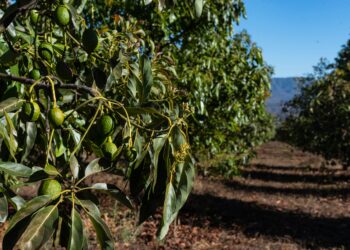 Microplásticos amenezan la eficacia de biofertilizantes producidos por lombrices de tierra