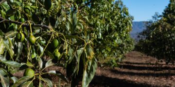 Microplásticos amenezan la eficacia de biofertilizantes producidos por lombrices de tierra