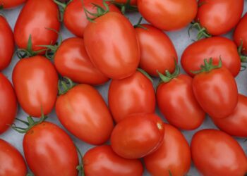 Innovation Hub for Healthy Food será la novedad de Macfrut 2024