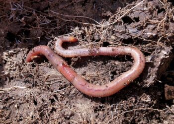 Microplásticos amenezan la eficacia de biofertilizantes producidos por lombrices de tierra