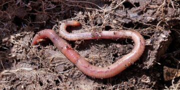 Microplásticos amenezan la eficacia de biofertilizantes producidos por lombrices de tierra