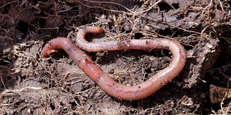 Microplásticos amenezan la eficacia de biofertilizantes producidos por lombrices de tierra