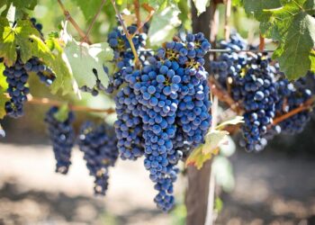 Poda tardía: ¿una alternativa de adaptación de la vinicultura al cambio climático?