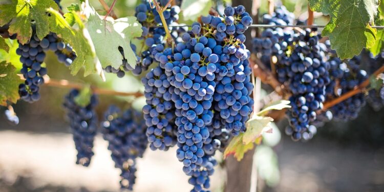 Poda tardía: ¿una alternativa de adaptación de la vinicultura al cambio climático?