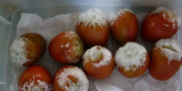 Bioestimulantes de microalgas mejoran la producción de vino