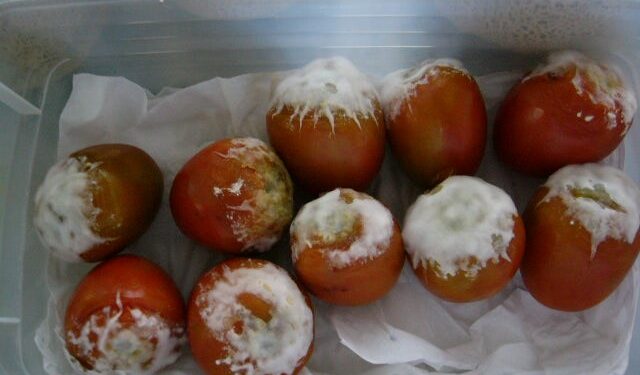 Bioestimulantes de microalgas mejoran la producción de vino