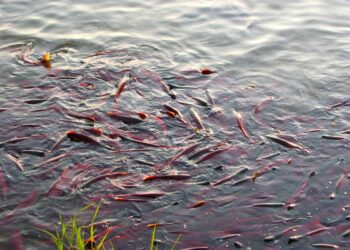 Residuos de la salmonicultura son materia prima para fertilizantes orgánicos