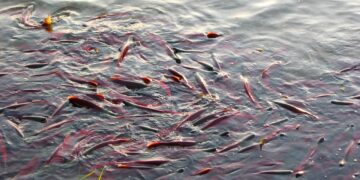 Residuos de la salmonicultura son materia prima para fertilizantes orgánicos