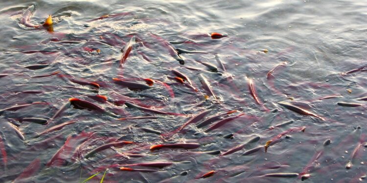 Residuos de la salmonicultura son materia prima para fertilizantes orgánicos