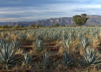 Bioestimulantes de microalgas mejoran la producción de vino
