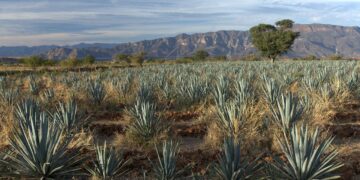 Bioestimulantes de microalgas mejoran la producción de vino