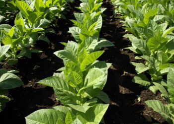 Alianza internacional impulsará la producción de biopesticidas en Cuba