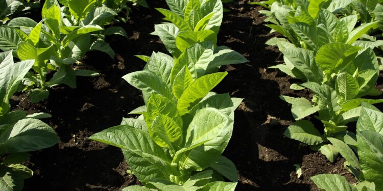 Alianza internacional impulsará la producción de biopesticidas en Cuba