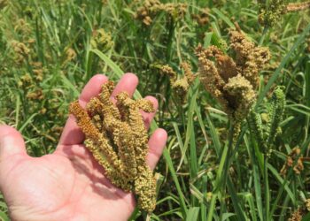 Suelos, agua, y seguridad alimentaria, temas centrales en la agenda del IICA para 2024