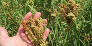 Suelos, agua, y seguridad alimentaria, temas centrales en la agenda del IICA para 2024