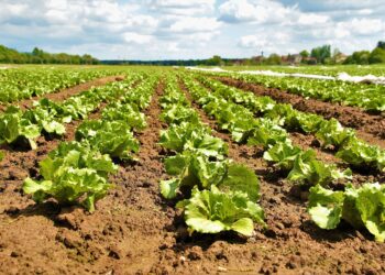 Alianza internacional impulsará la producción de biopesticidas en Cuba