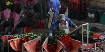 Productores garantizan abasto de ornamentales para festejos del 14 de febrero