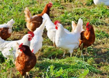 Productores de Oaxaca reciben módulos avícolas para producción orgánica