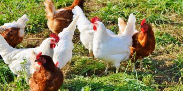 Productores de Oaxaca reciben módulos avícolas para producción orgánica