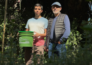 Senadores de EU piden frenar exportaciones de aguacate mexicano cultivado en terrenos deforestados
