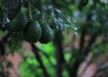 Senadores de EU piden frenar exportaciones de aguacate mexicano cultivado en terrenos deforestados