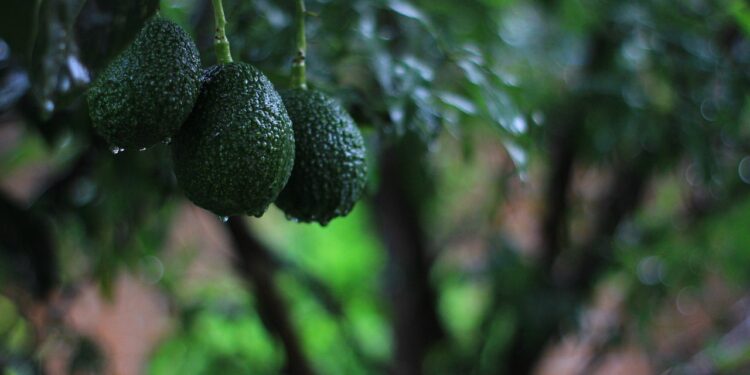 Senadores de EU piden frenar exportaciones de aguacate mexicano cultivado en terrenos deforestados