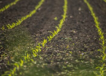 Intercalado de caprinos podría mejorar la producción de leche