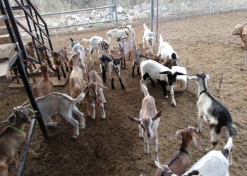 Intercalado de caprinos podría mejorar la producción de leche