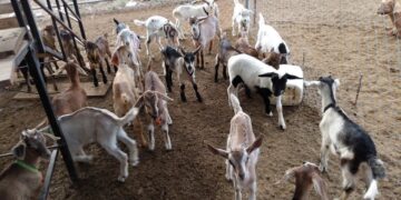 Intercalado de caprinos podría mejorar la producción de leche