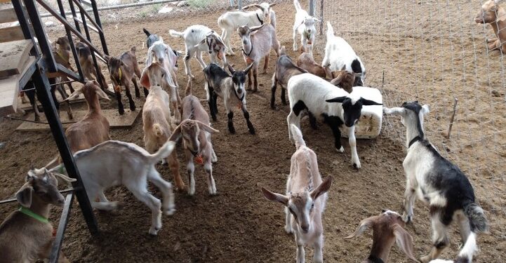 Intercalado de caprinos podría mejorar la producción de leche
