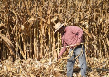 Agricultura de conservación incrementa la producción de maíz en la Mixteca poblana