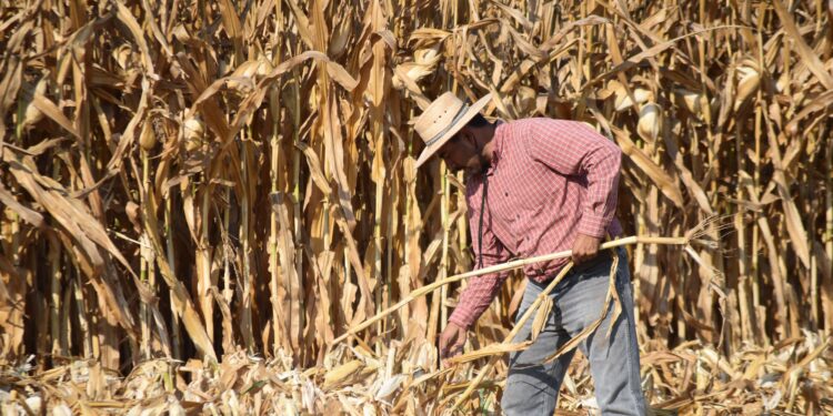 Agricultura de conservación incrementa la producción de maíz en la Mixteca poblana