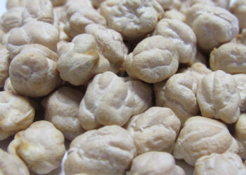 Desarrolla el Inifap garbanzo resistente a sequía y enfermedades