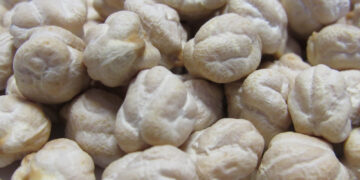 Desarrolla el Inifap garbanzo resistente a sequía y enfermedades