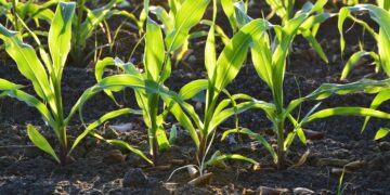 Agricultura de conservación incrementa la producción de maíz en la Mixteca poblana