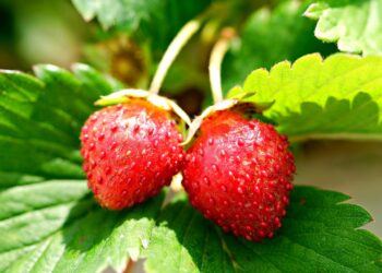 Producción histórica de caña de azúcar en Brasil