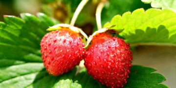 Producción histórica de caña de azúcar en Brasil