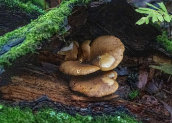 Investigadores de Chapingo estudian propiedades nutracéuticas de hongos comestibles