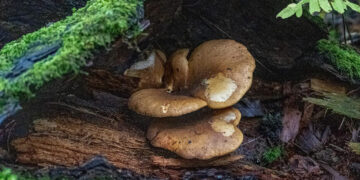 Investigadores de Chapingo estudian propiedades nutracéuticas de hongos comestibles