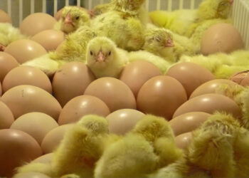 Hay más obesidad que hambre en el mundo: Graziano da Silva