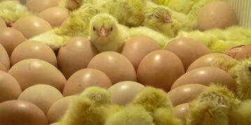 Hay más obesidad que hambre en el mundo: Graziano da Silva