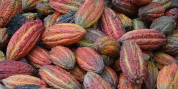 Precios de futuros del cacao baten récord y alcanzan 11,000 USD por tonelada