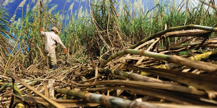 Producción histórica de caña de azúcar en Brasil