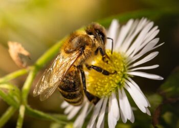 Con residuos de cebolla, investigadores argentinos producen fertilizantes orgánicos